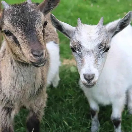 בית נופש La Chaumiere Aux Animaux