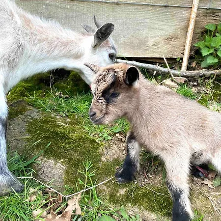 La Chaumiere Aux Animaux