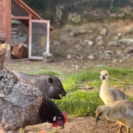 La Chaumiere Aux Animaux Touffreville-la-Corbeline