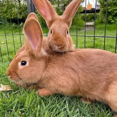 בית נופש La Chaumiere Aux Animaux